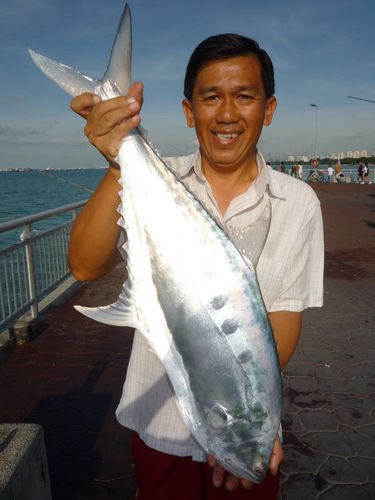 Queen Fish – Shoreangler
