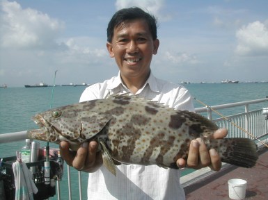 2-4kg-grouper