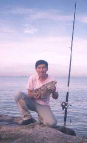 2-5kg-spot-grouper