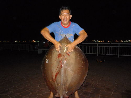 24kgstray160210_500x375