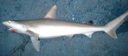 blacktipshark