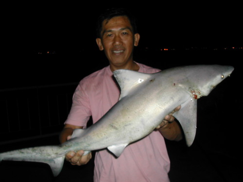 blacktipshark271007_500x375