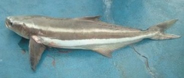 cobia030207d