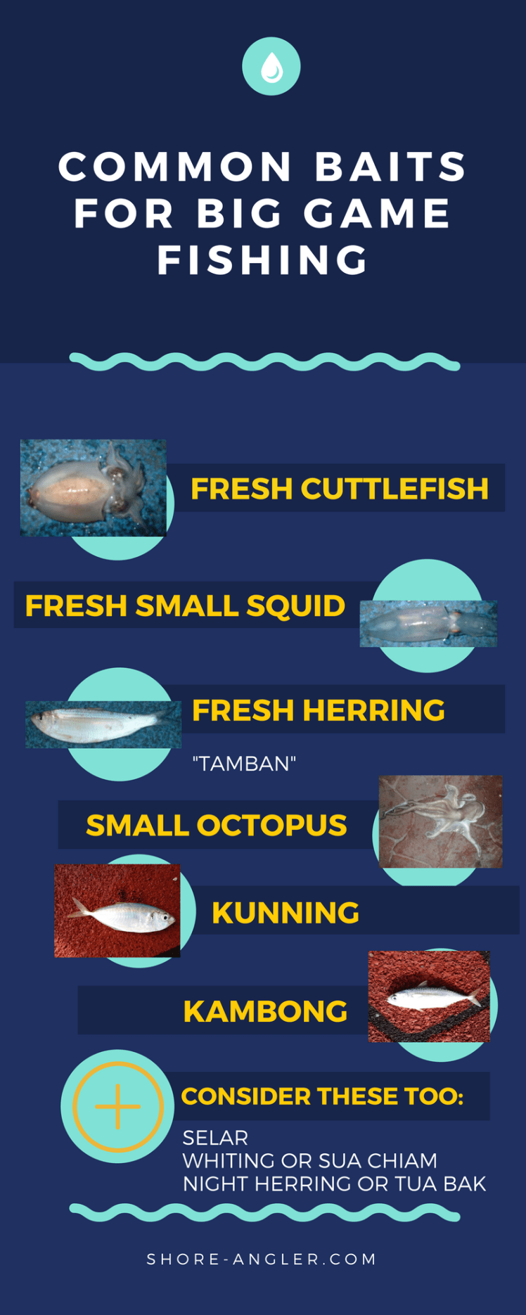 COMMON BAITS FOR BIG GAME FISHING.png