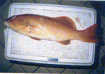 coral-grouper