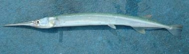 garfish