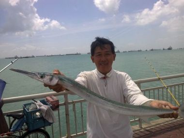garfish_500x375.jpg