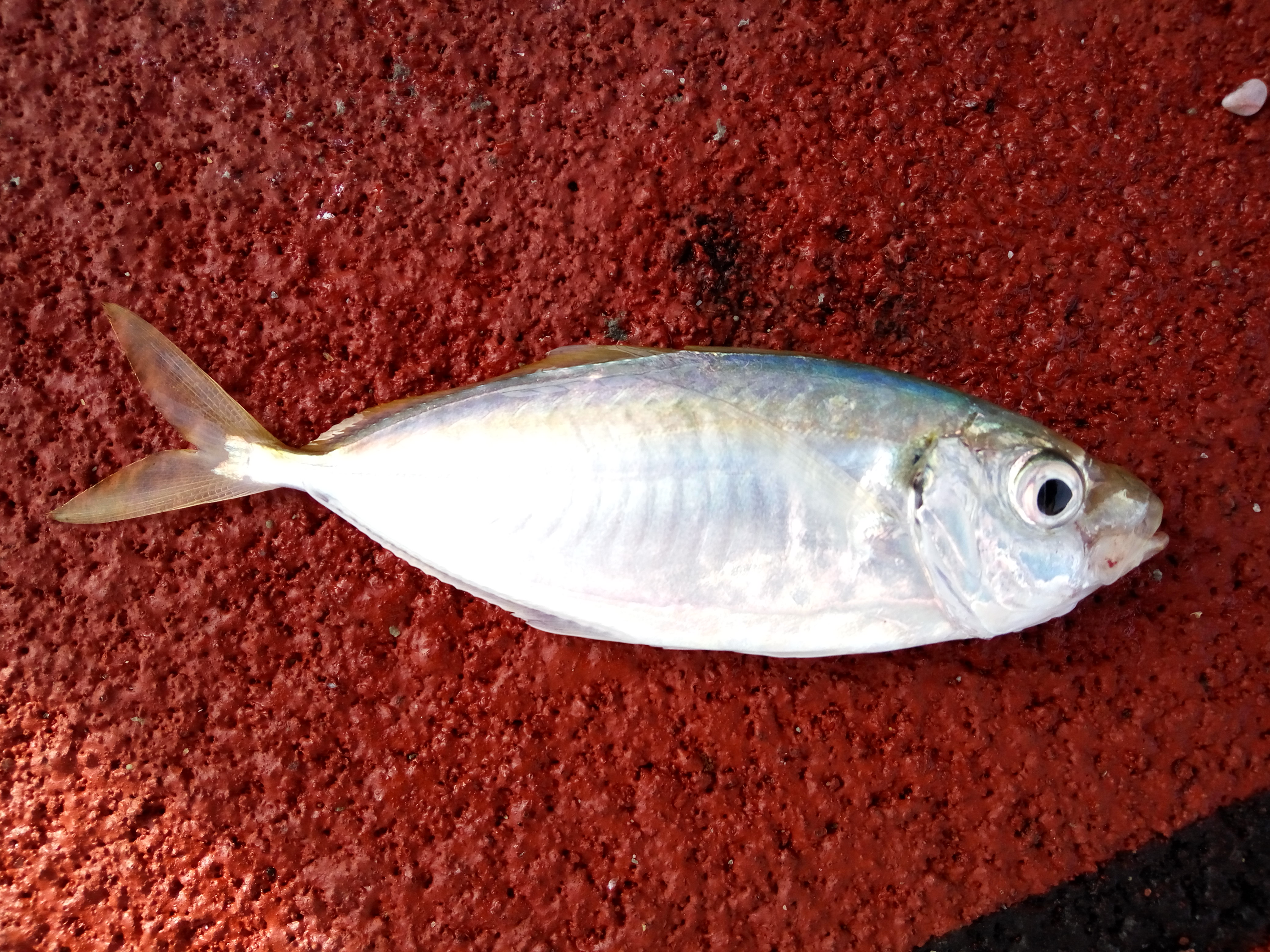 How to Jig for Bait Fish at Bedok Jetty – Shoreangler
