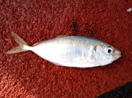 kunning20170225_090806