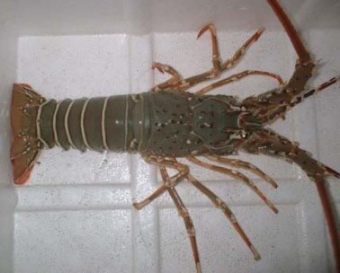 lobster230407