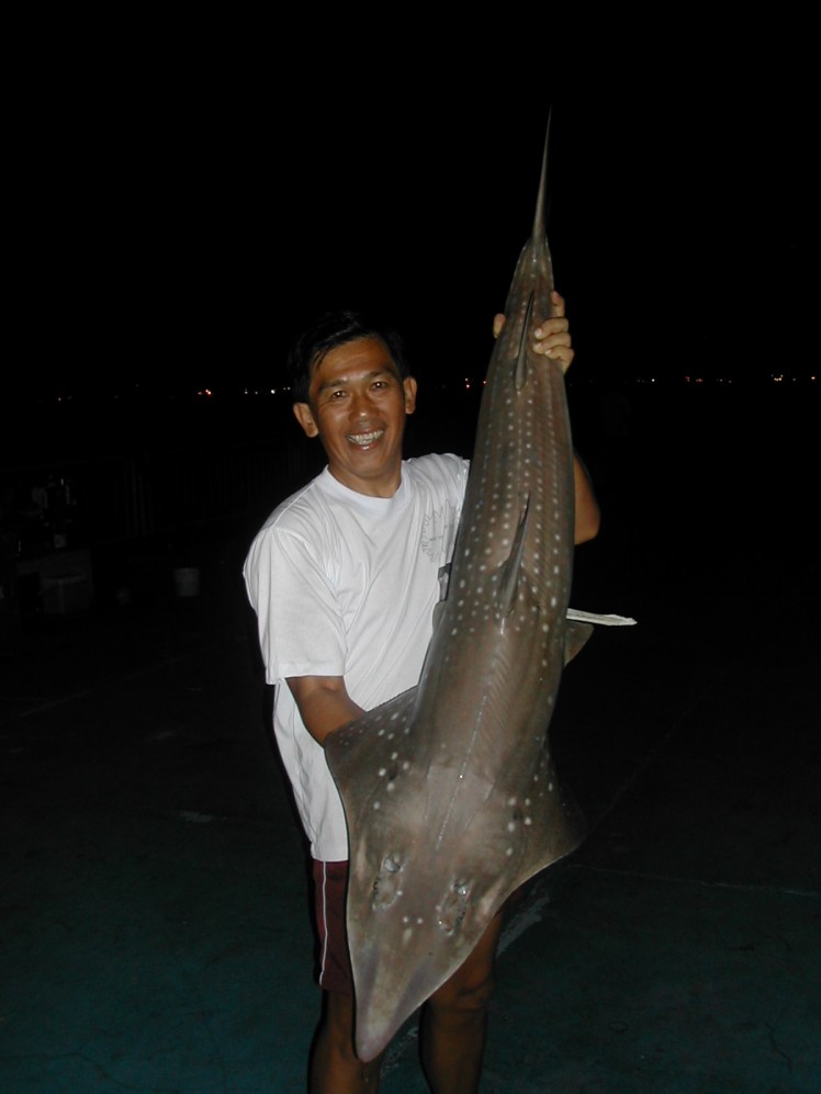 shovelnose13kg.jpg