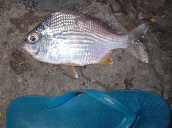 silverbream