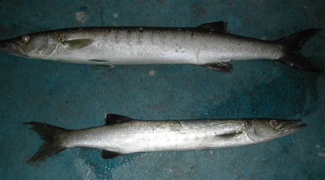 doublebarracuda