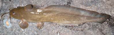 Eeltailcatfish