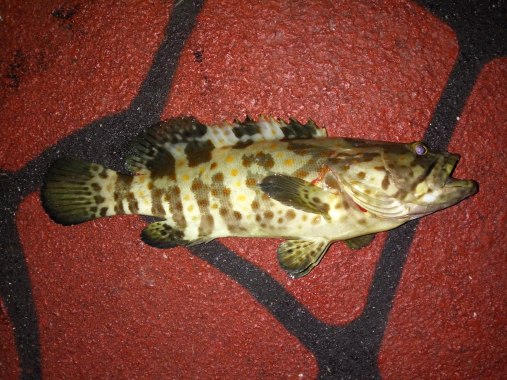 Grouper_20171021_224856