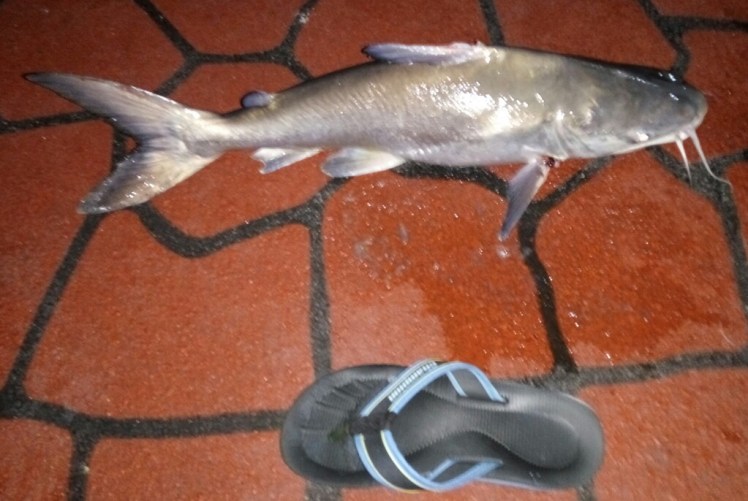 IMG_20180203_222711_1517674739616