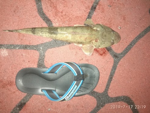 flathead_20190717_jpg