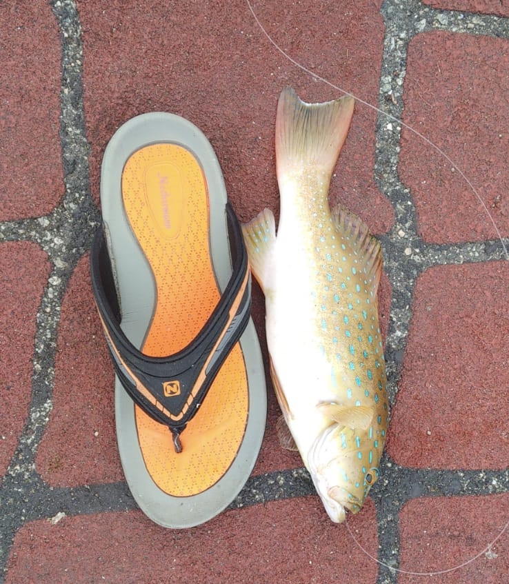 Red Grouper Rig Red Grouper – Shoreangler
