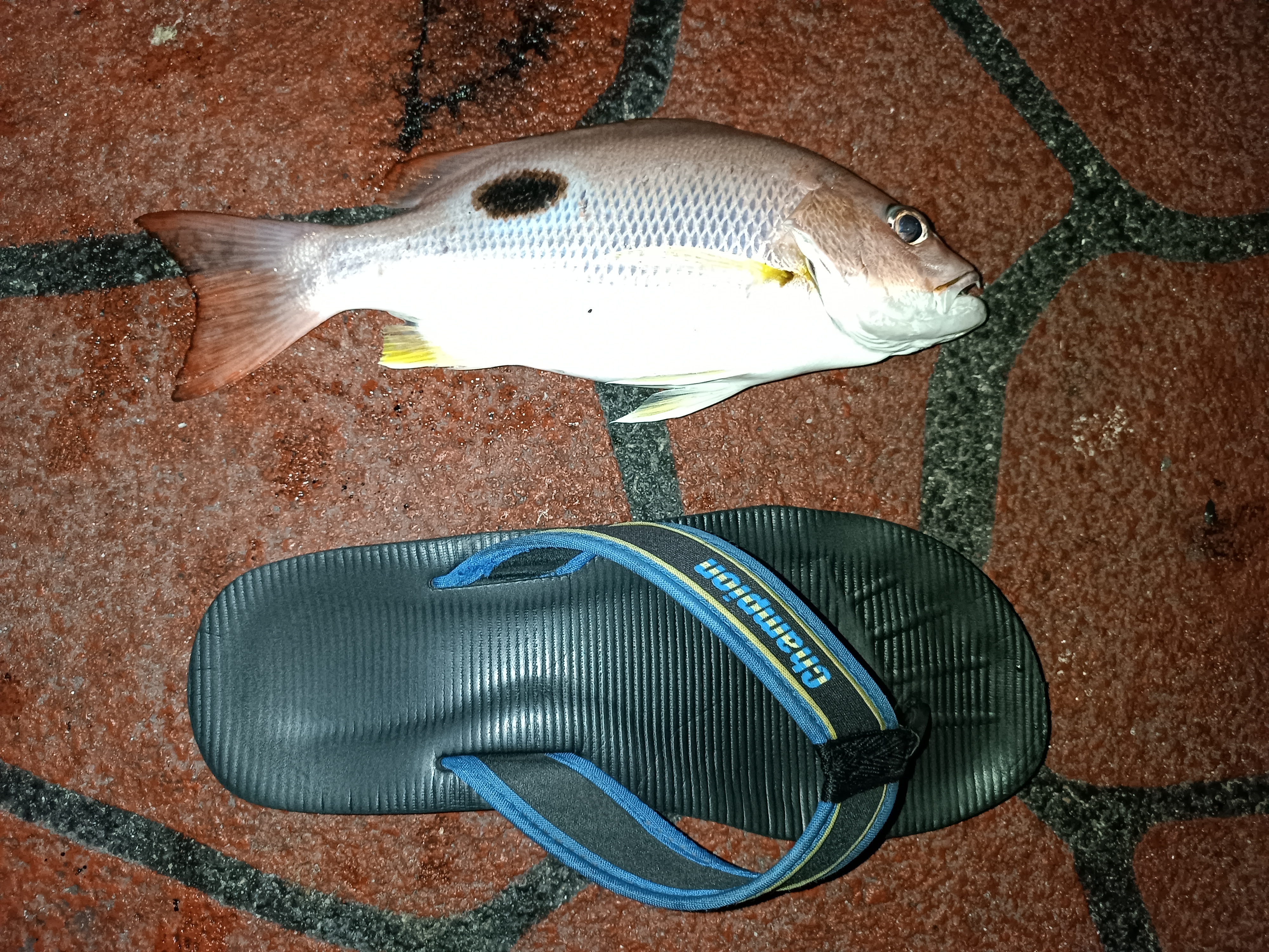 Pink Fingermark Snapper – Shoreangler