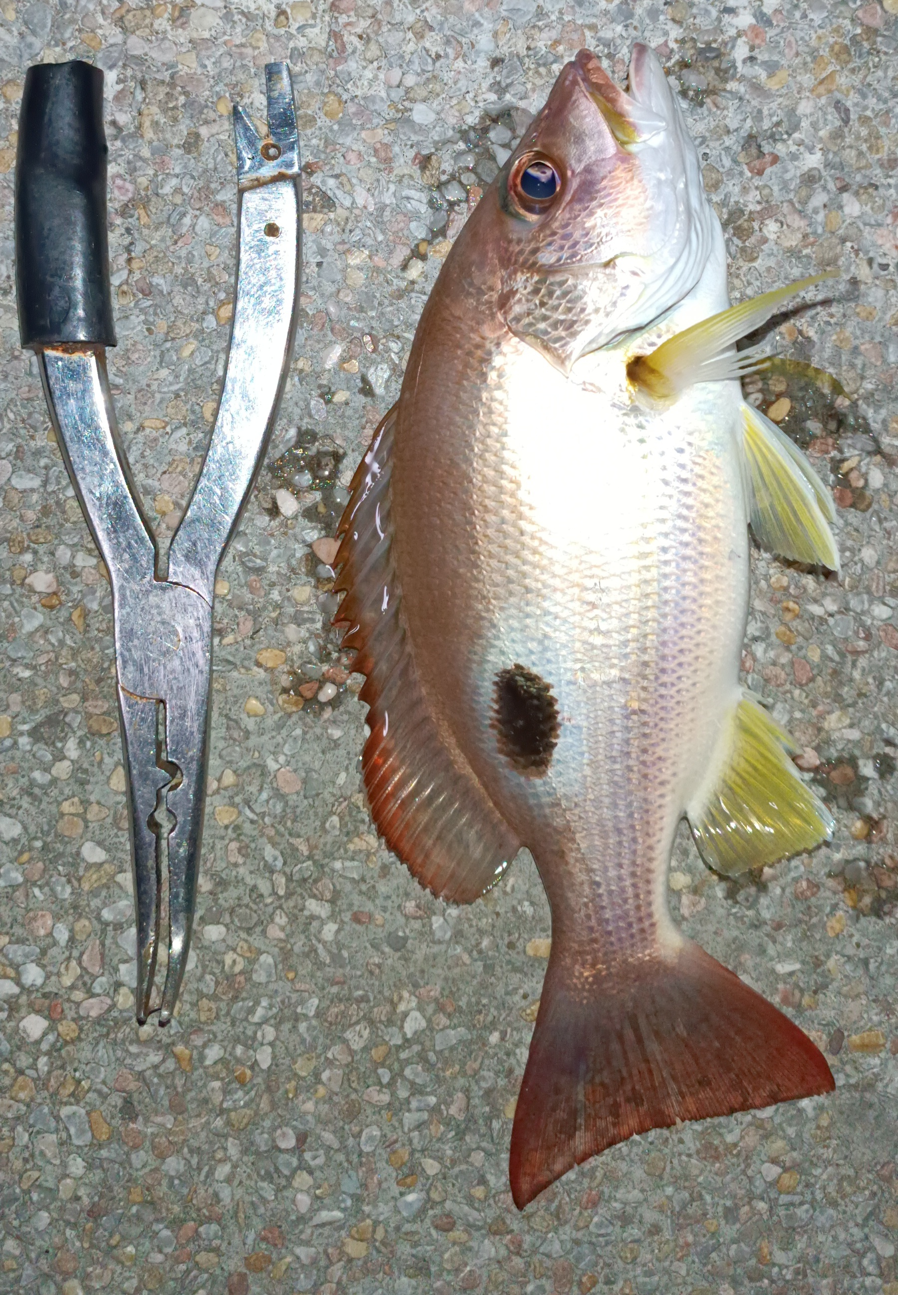 Big Eye G.T and Fingermark Snapper – Shoreangler